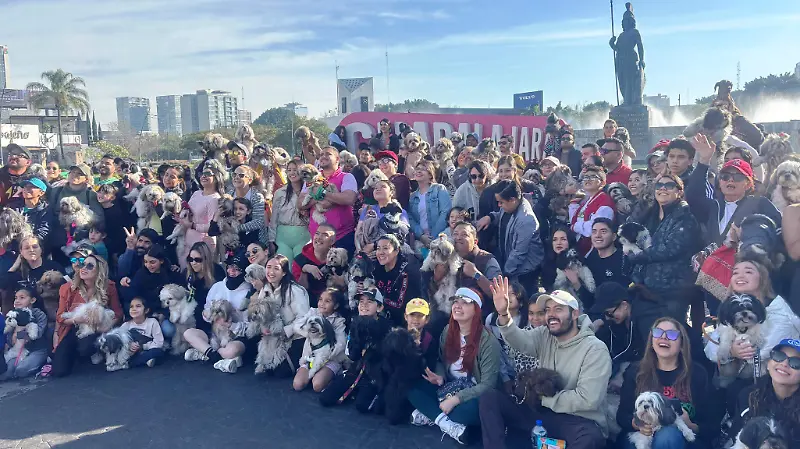 Más de cien perros raza shih tzu se reunieron en la Minerva  (1).JPG